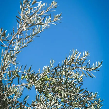 埃菲斯自然酒店 3*