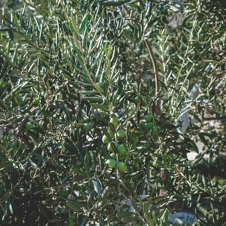 埃菲斯自然酒店