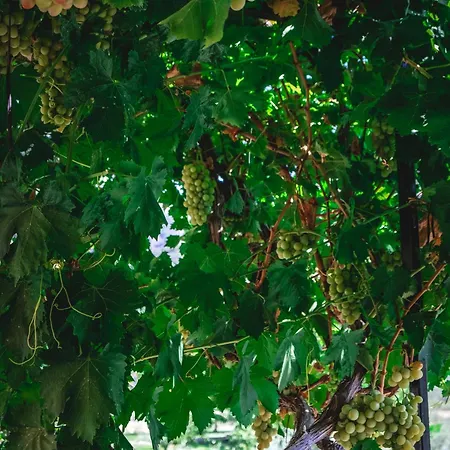 بنسيون ناتور لاند ايفاس شقة فندقية 3*