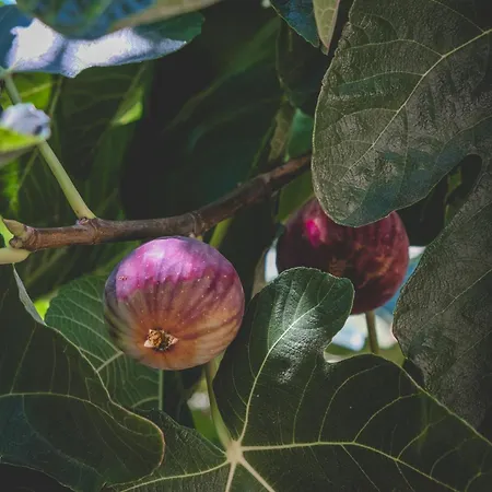 شقة فندقية بنسيون ناتور لاند ايفاس 3*