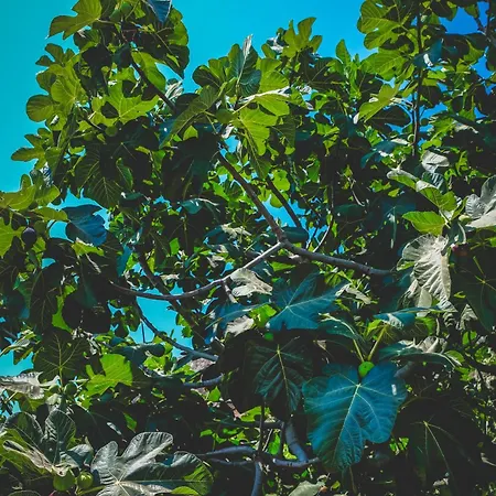 Natureland Efes Selçuk