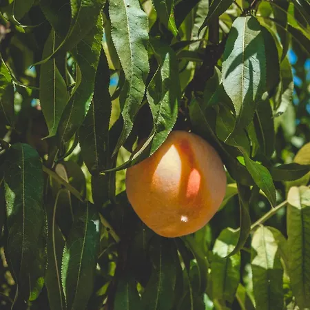 بنسيون ناتور لاند ايفاس شقة فندقية 3*